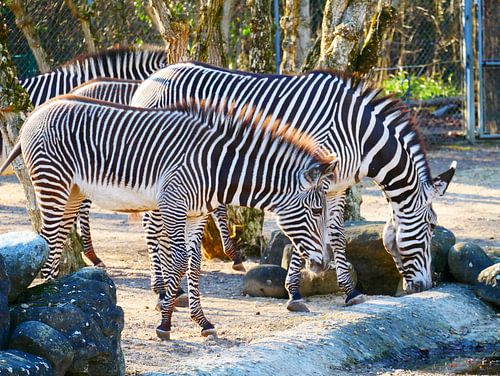 Zebras in der Familie