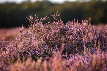 Bruyère fleurie sur Roy Manuhutu