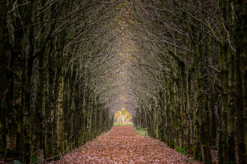 Path in the woods (2)