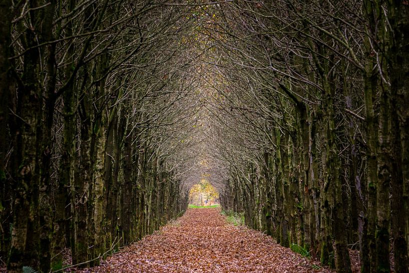 Chemin dans les bois (2) par Edwin Boer