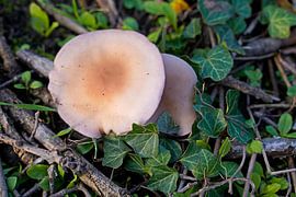 Pilz im Herbst in Deutschland und bunte Blätter