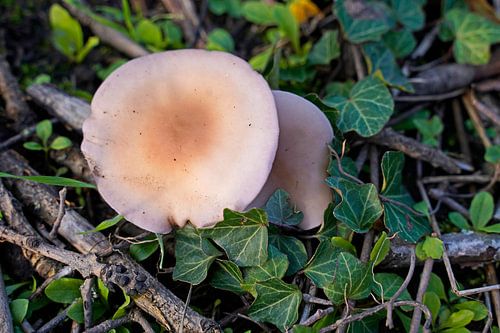 Paddestoel in de herfst in Duitsland en kleurrijke bladeren