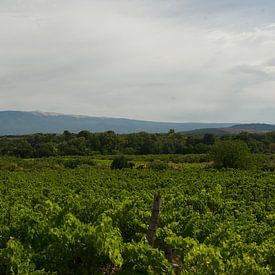 Weinberg in der Provence von Cor Pater