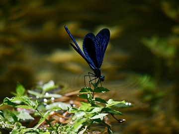 Blauwe libelle van Judith van Wijk