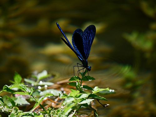 Blue dragonfly