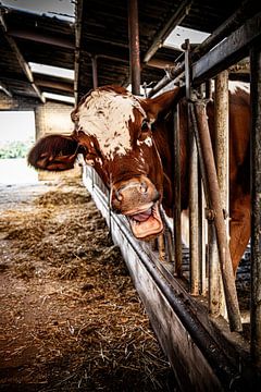 Cow in the barn out of curiosity by Marco Leeggangers