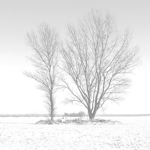 Two trees in the snow