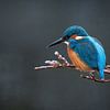 Eisvogel auf einem Ast von Janny Beimers
