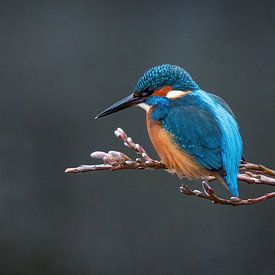 Kingfisher on a branch by Janny Beimers