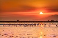 Coucher de soleil sur l'île de Kos entre les magnifiques flamants roses par Costas Ganasos Aperçu