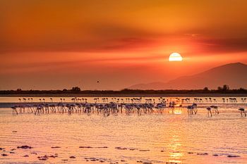 Sonnenuntergang auf der Insel Kos zwischen den wunderschönen Flamingos