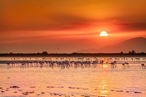 Zonsondergang op Kos Island tussen de mooie flamingo's