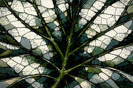 Abstract vein pattern