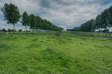 koeienhemel van Jo Beerens