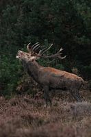 Burning red deer
