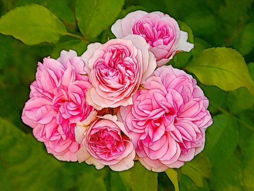 Rosy Rose (Roze Rozen)