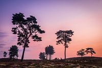 Silhouetten gegen rotes Morgenlicht
