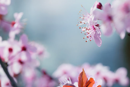 Roze bloesem tot in detail