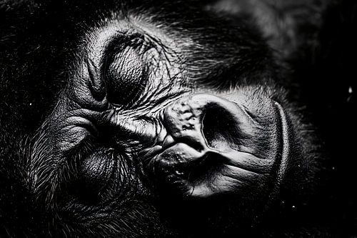 Slapende gorilla in close-up