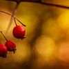 Red Berries In The Golden Sun van Urban Photo Lab