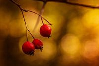 Red Berries In The Golden Sun