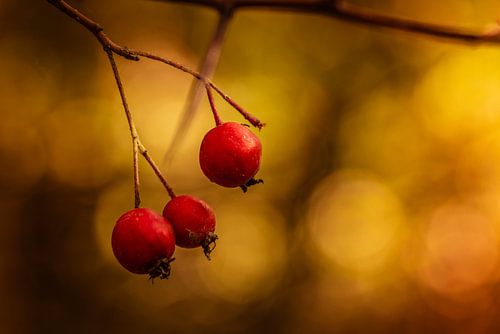 Red Berries In The Golden Sun