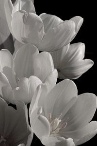 Witte tulpen