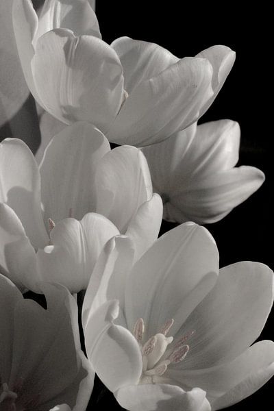 White tulips by Marianna Pobedimova