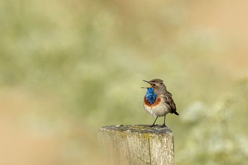 Zingende blauwborst