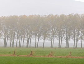 Bäume im Nebel von Pieter JF Smit