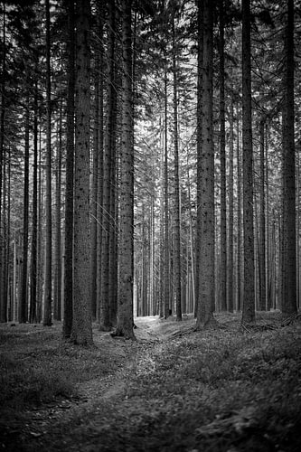 Au cœur de la forêt…