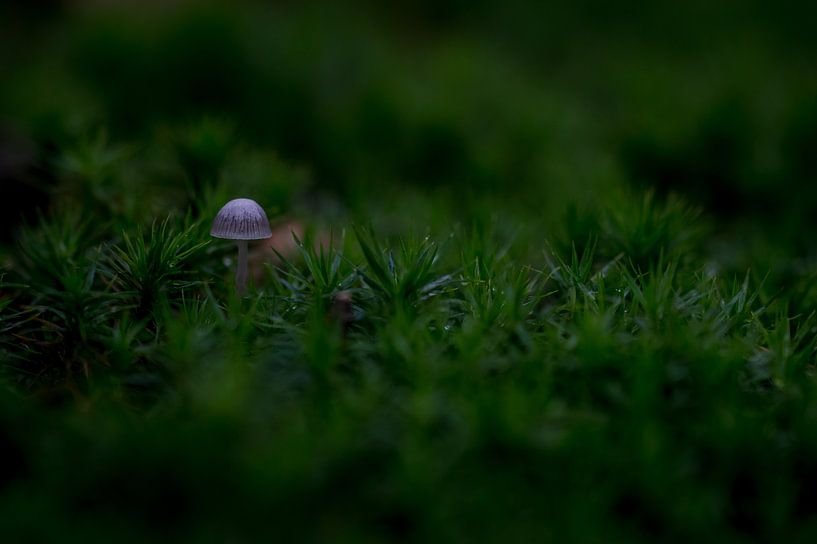 vert par peterheinspictures