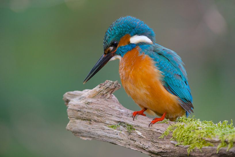 Martin-Pêcheur par Martins-pêcheurs - Corné van Oosterhout