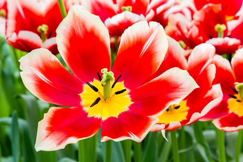 Rood witte tulp in bloemenveld met tulpen