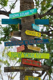 USA, Florida, Direction signs with distances on palm tree trunk by adventure-photos