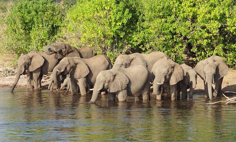Elephants at the river by Achim Prill