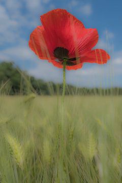 Klaproos von Moetwil en van Dijk - Fotografie