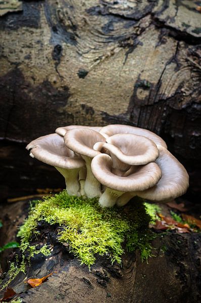 Mushroom on moss by André Scherpenberg