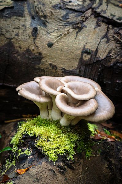 Pilz auf Moos von André Scherpenberg