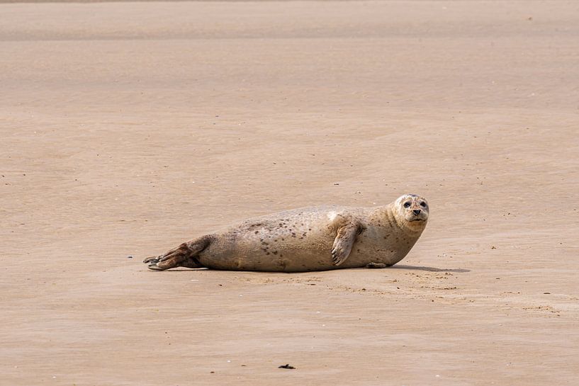 Robbe auf der Sandbank von Merijn Loch