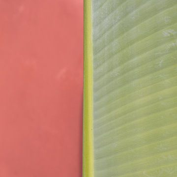 Botanisch bananenblad en een roze muur van Mitsy Klare