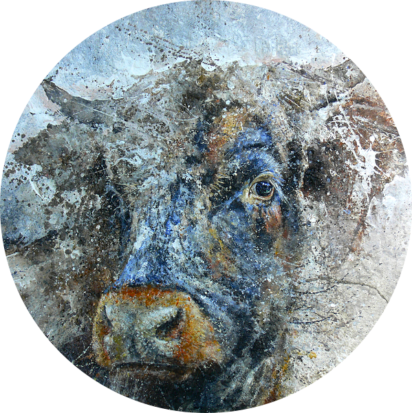 Koe van Peter van Loenhout