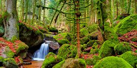 DUITS BOS by Thomas Herzog