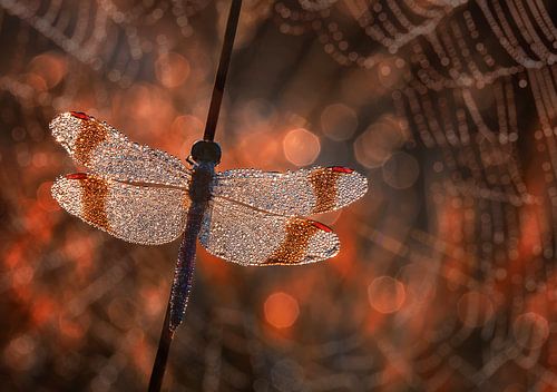 Homme en rouge sur Anton van Dongen