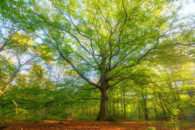 Vieux hêtre dans une forêt de hêtres par Sjoerd van der Wal Photographie