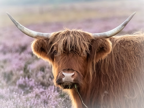 Portrait of a Scottish Highlander