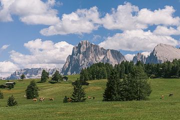 Troupeau de vaches sur le Seiser Alm | Dolomites | Italie | Photographie de voyage sur Marika Huisman fotografie