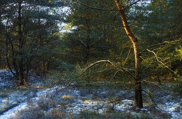 Dwingelderveld (Pays-Bas - Drenthe) sur Marcel Kerdijk