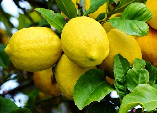 Lemons on lemon tree