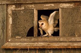 Hibou sur Robert Westerhof